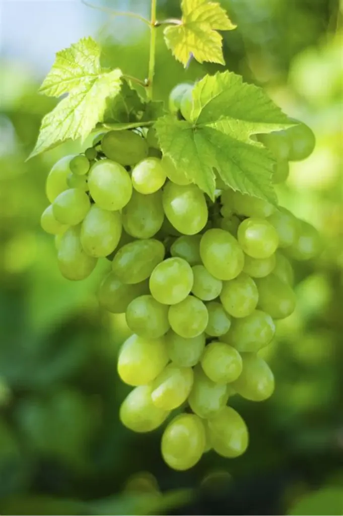 Grapes